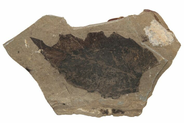 Fossil Leaf (Fagus) - McAbee, BC #226105